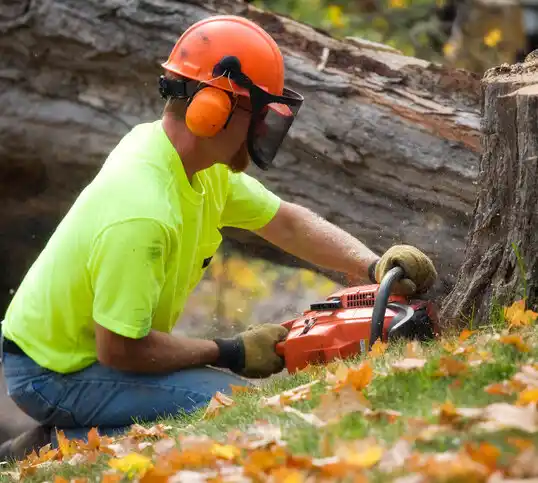 tree services Saranac